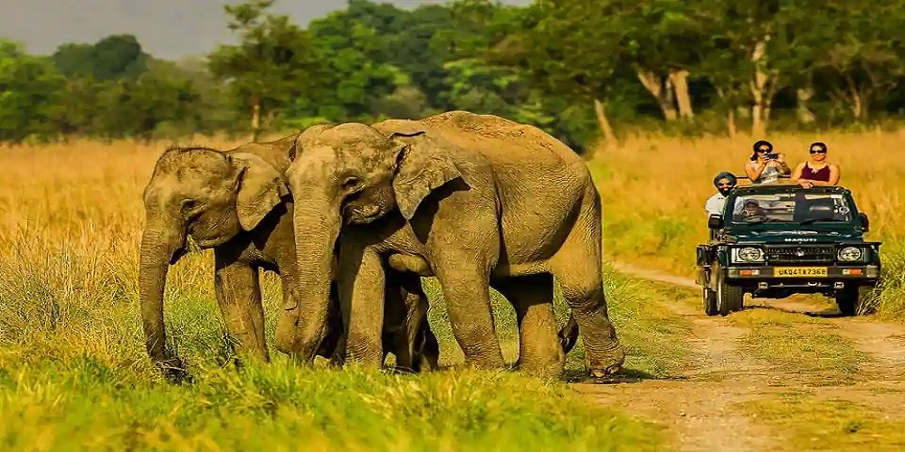 Corbett Elephant Safari